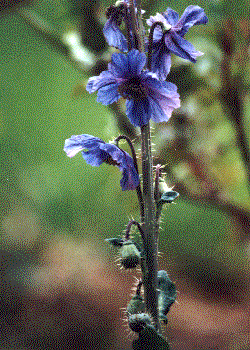 Meconopsis horridula