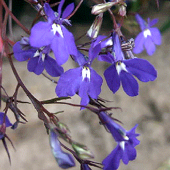 Lobelia erinus