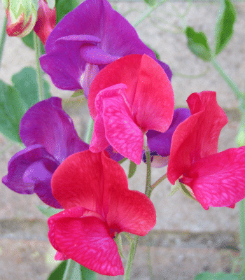 Lathyrus odoratus