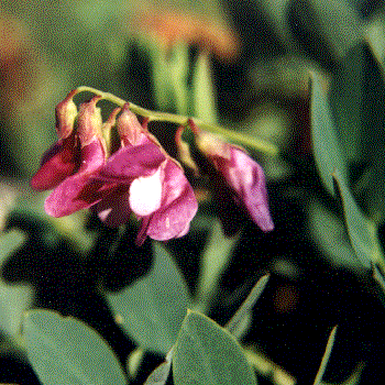 Lathyrus maritimus