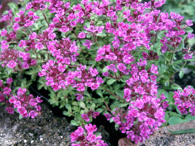 Thymus serpyllum