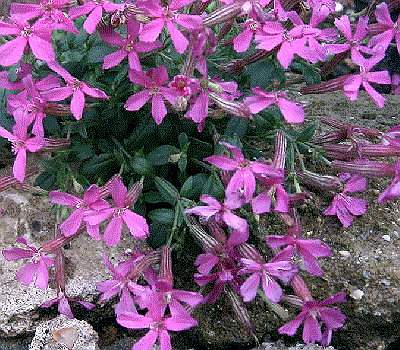 Silene schafta