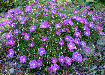 Geranium incanum