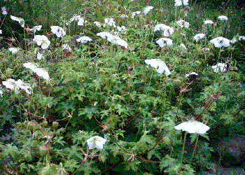 Geranium lambertii