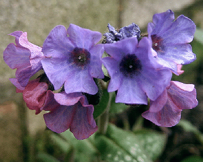 Pulmonaria officinalis