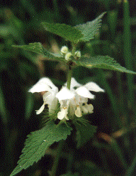 Lamium album