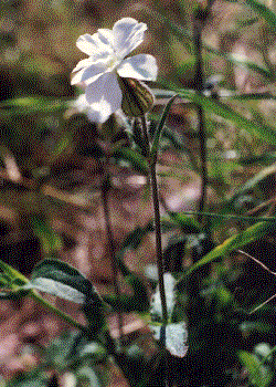 Silene alba