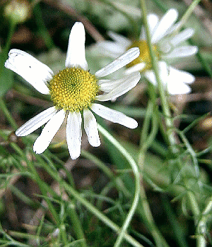 Matricaria inodora