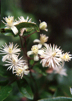 Clematis vitalba