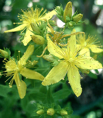 Hypericum perforatum