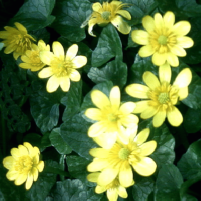 Ranunculus ficaria