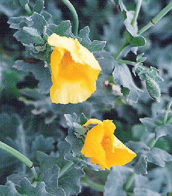 Glaucium flavum