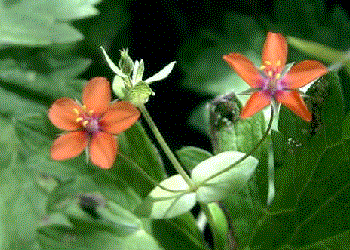 Anagallis arvensis