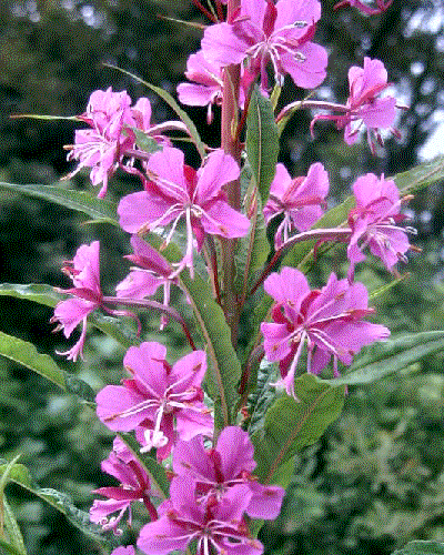 Epilobium angustifolium