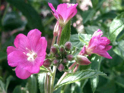 Epilobium hirsutum