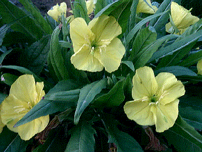 Oenothera acaulis