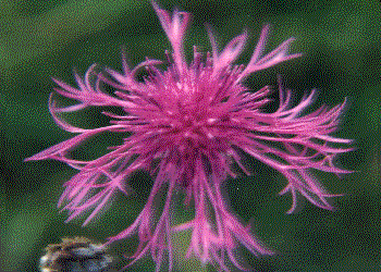 Centaurea scabiosa