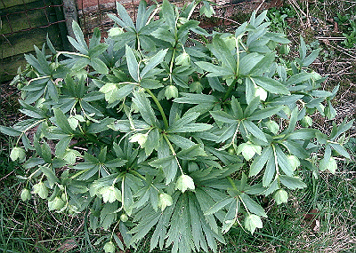 Helleborus viridis