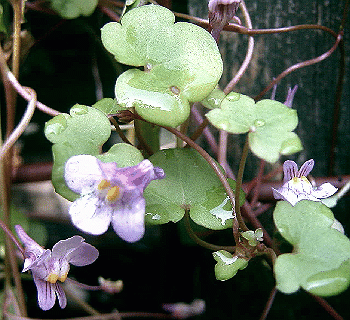 Cymbalaria muralis