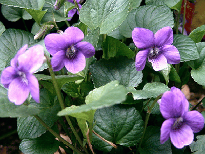 Viola riviniana