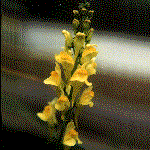 Linaria vulgaris, an example of a raceme inflorescence shape
