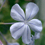 example of salverform flower shape