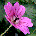 example of saucer flower shape