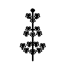 diagram of a whorl or whorled inflorescence shape