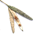 Cheiranthus, Wallflower, an example of a silique