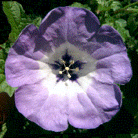 Nicandra physalodes