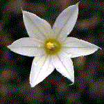 example of stellate or star flower shape