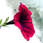 example of trumpet-shaped flower
