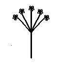 diagram of an umbel or umbellate inflorescence shape