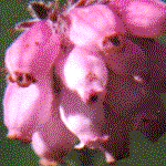 example of urceolate or urn flower shape