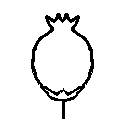 diagram of urceolate or urn flower shape