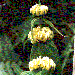 Phlomis russeliana, an example of a whorl or whorled inflorescence shape